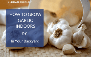 How to Grow Garlic Indoors or In Your Backyard
