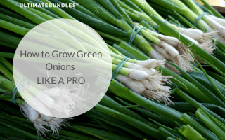 How to Grow Green Onions Like a Pro