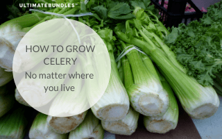 How to Grow Celery No Matter Where You Live