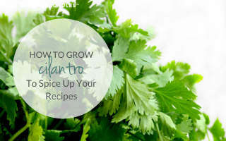 How to Grow Cilantro to Spice Up Your Recipes